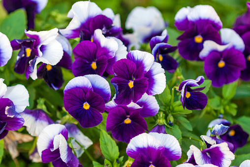 Viola wittrockiana (Inspire Plus Beaconsfield breed) - purple and white large-flowered garden pansies