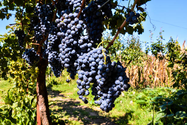 Photo Picture of a Beautiful Grape Fruit Vineyard Ready to Produce Wine