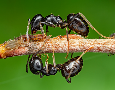 Ants and aphids in symbiosis