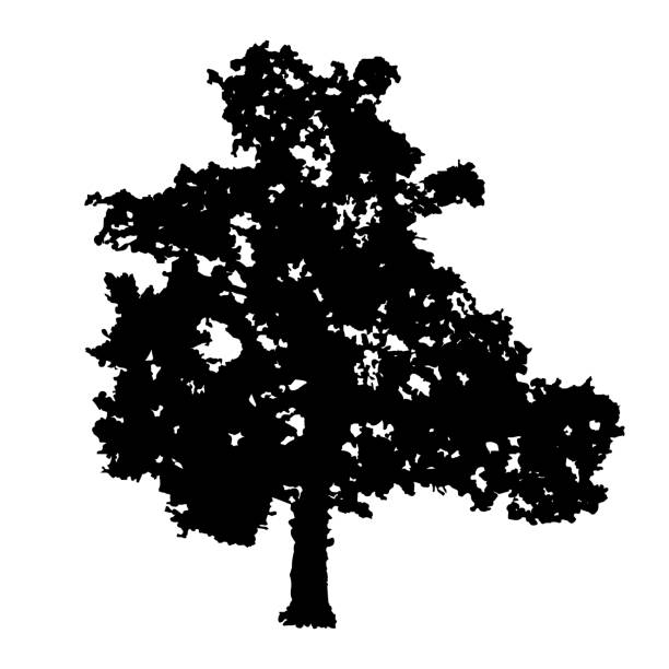 illustrations, cliparts, dessins animés et icônes de silhouette d’arbre d’isolement sur le fond blanc. icône d’arbre de chêne. - chestnut tree leaf tree white background