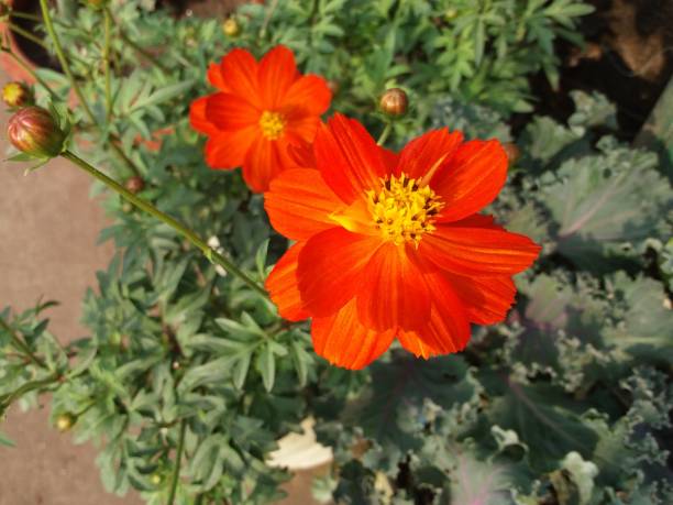 istock Red color flower marigold 1291238313