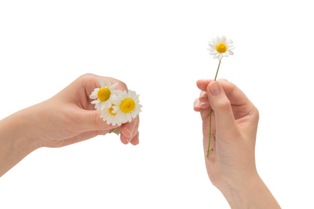 istock Bouquet of daisies isolated on white. 1291238413