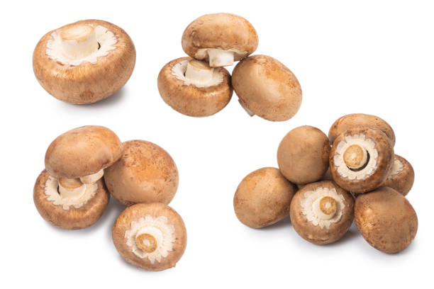 istock Tasty mushroom isolated on white background. 1291238441