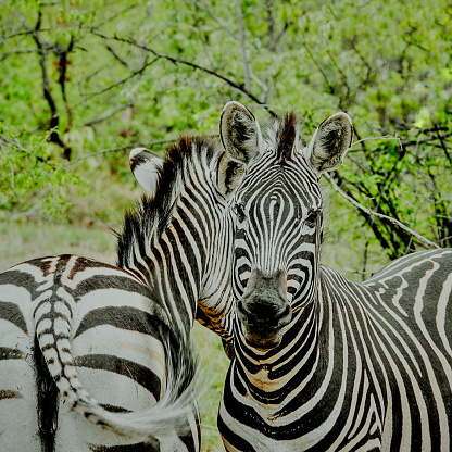 Two zebras seen during a game drive in the Matopos National Park.