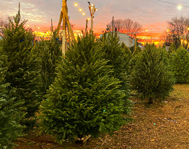 istock Christmas tree for sale with sun setting in background 1291240674