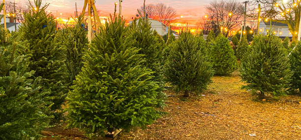 istock Christmas trees for sale during a sunset 1291240700