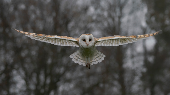 Barn owl seen here in flight over the grassland. The barn owl is found all over the world, a nocturnal bird and have a very acute hearing which they use for hunting small mammals.