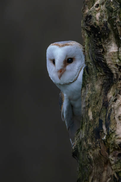 istock Beautiful Barn owl (Tyto alba) sitting on a tree trunk. 1291240895