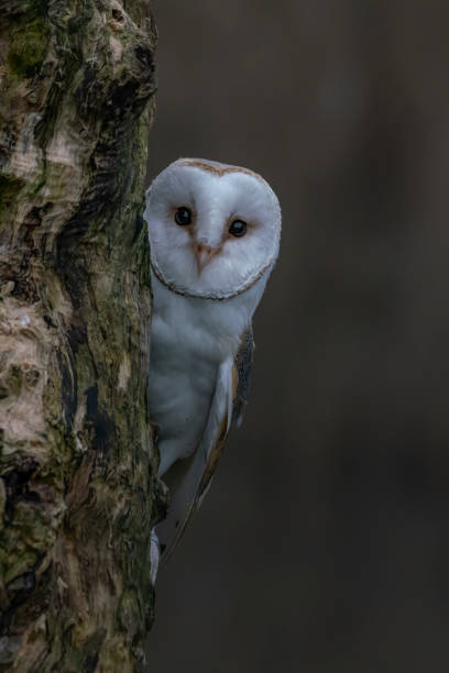 istock Beautiful Barn owl (Tyto alba) sitting on a tree trunk. 1291240965