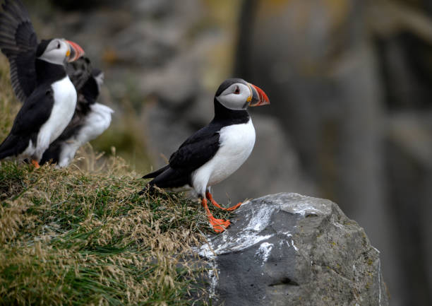 istock The Atlantic puffin, also known as the common puffin 1291241583