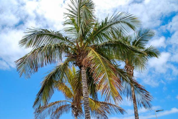 istock palm tree and blue sky, digital photo picture as a background 1291241940