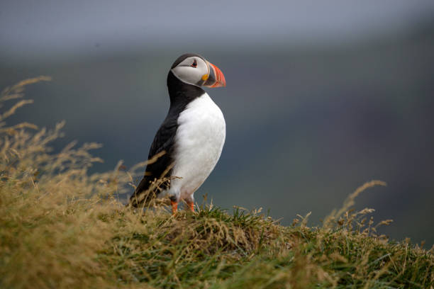 istock The Atlantic puffin, also known as the common puffin 1291242112