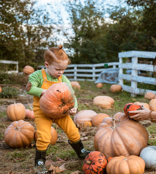 istock Helping with Pumpkins on the organic farm 1291242686