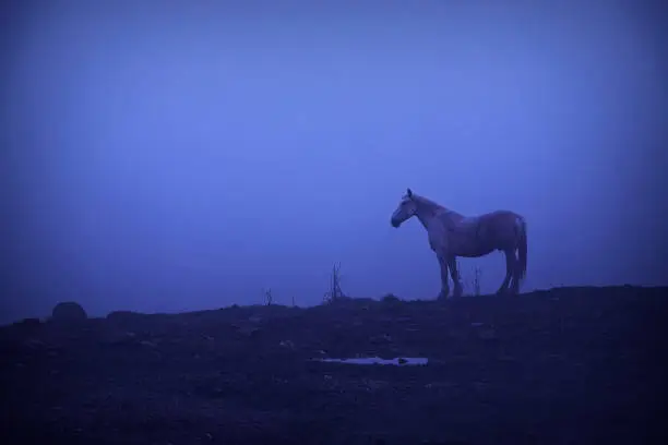 Photo of feral white horse at dawn