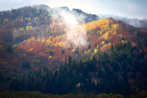 istock Autumn landscape of Carpathian Forest 1291242871