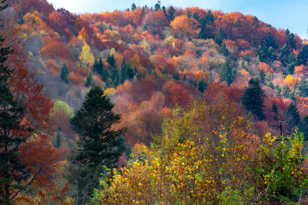 istock Autumn landscape of Carpathian Forest 1291242881