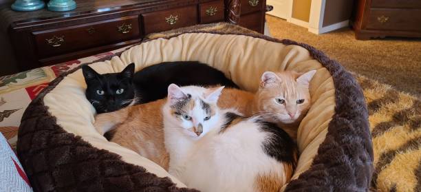 3 süße katzen kuscheln in einem katzenbett - pets bed bedroom animal stock-fotos und bilder