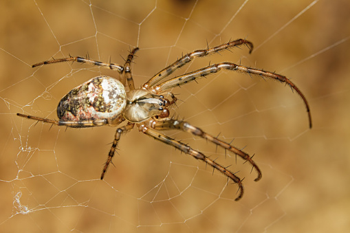 Spiderweb and spider in the grass, species Argiope trifasciata.