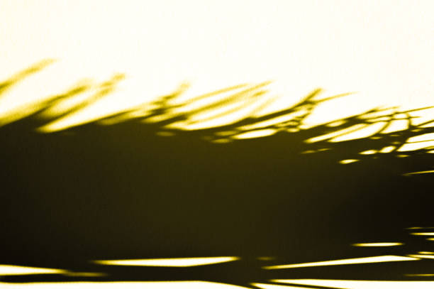 istock Out of focus yellow grass with shadows 1291246123