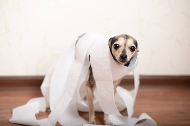 istock Guilty terrier dog in toilet paper rolls 1291246842