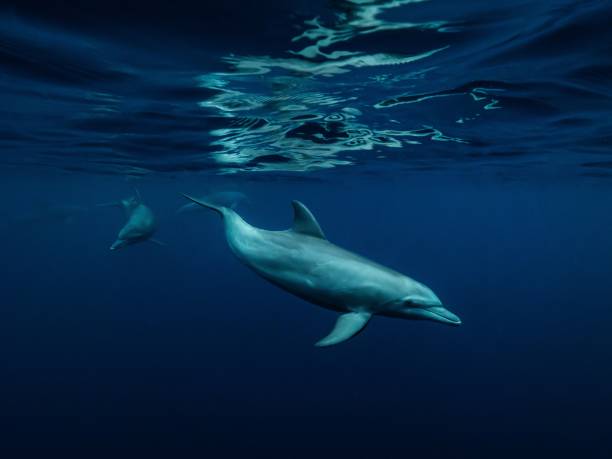 istock Free dive in the blue 1291248069