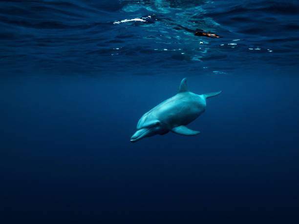 istock Free dive in the blue 1291248094