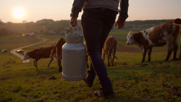 SLO MO Farmer carrying a barrel of milk on the pasture