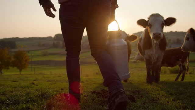 Cow Videos, Download The BEST Free 4k Stock Video Footage & Cow HD Video  Clips