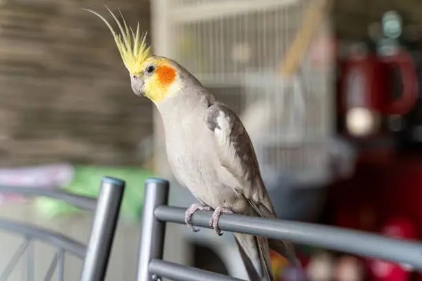 Photo of Gray-yellow parrot sits on a chair by the cage at home