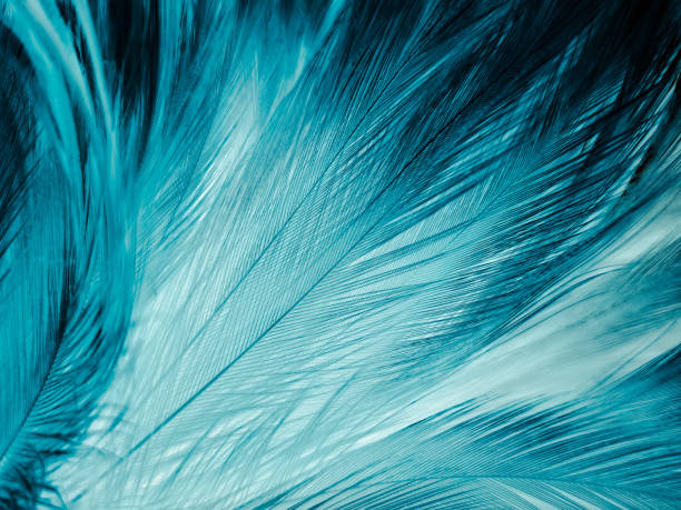 istock Beautiful abstract blue feathers on dark background and black feather texture on blue pattern and blue background, feather wallpaper, blue banners, love theme, valentines day, dark texture 1291253227