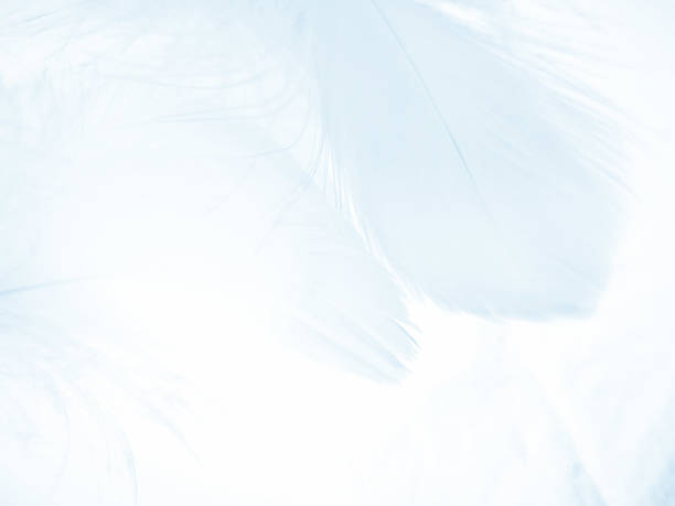 istock Beautiful abstract black feathers on white background and soft white feather texture on white pattern, dark theme wallpaper, gray feather background, black banners 1291253234