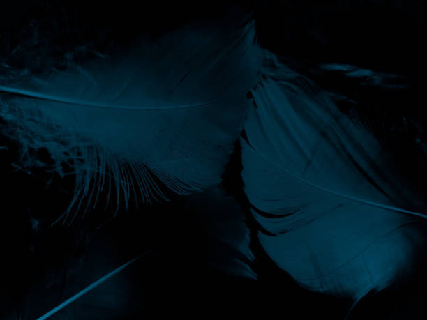 istock Beautiful abstract blue feathers on dark background and black feather texture on blue pattern and blue background, feather wallpaper, blue banners, love theme, valentines day, dark texture 1291253265