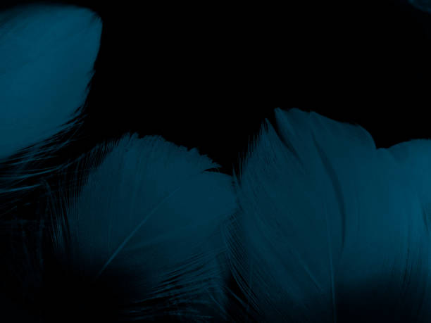 istock Beautiful abstract blue feathers on dark background and black feather texture on blue pattern and blue background, feather wallpaper, blue banners, love theme, valentines day, dark texture 1291253275