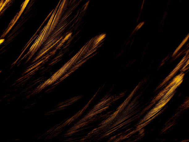 istock Beautiful abstract orange feathers on dark background, soft brown feather texture on  pattern background, yellow feather background, love theme, valentines day 1291253430