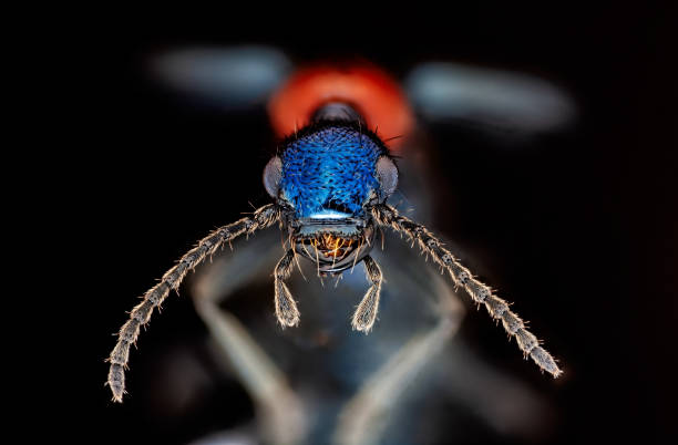 escarabajo rove bajo macro retrato del microscopio sobre fondo negro - asnillo fotografías e imágenes de stock