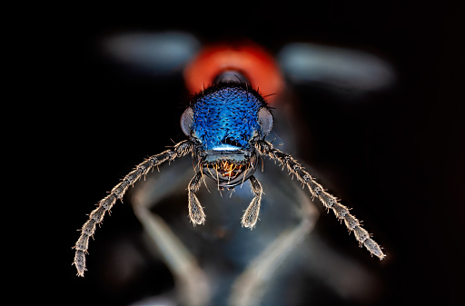 Rove beetle under microscope