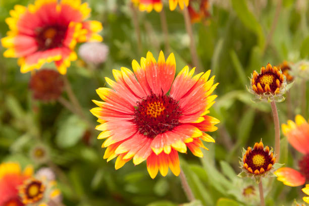 istock Some gaillardia pulchella 1291254874