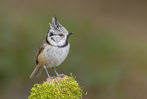 European crested tit perching on a tree stump covered with moss.