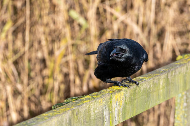 Carrion crow, corvus corone, perched on a wooden post Carrion crow, corvus corone, perched on a wooden post with wetland reeds behind crow eating carrion stock pictures, royalty-free photos & images