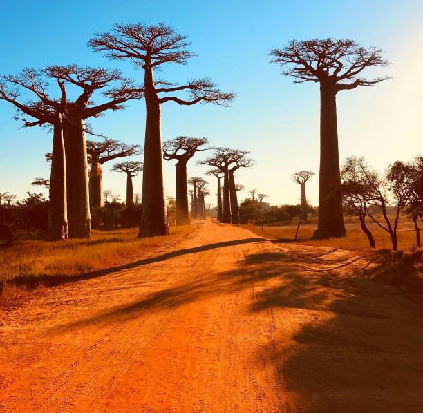 baobab drzewa avenue madagaskar afryki.  spektakularna czerwona droga gruntowa do alei baobab z majestatycznymi ogromnymi drzewami.  unikalne endemiczne drzewo afrykańskie kultowe baobab adansonia grandidieri. zachód słońca w morondavie. - baobab zdjęcia i obrazy z banku zdjęć