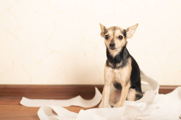 istock Small terrier dog sitting among toilet paper 1291257459