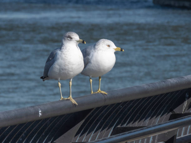 istock Pair of seagulls standing on a metal railing 1291258486