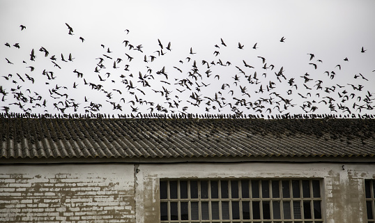 Detail of flock of birds flying in nature