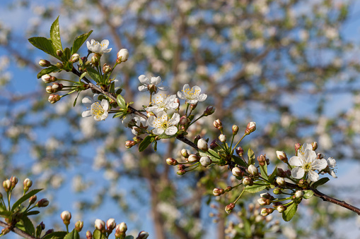 Blooming serviceberry, Amelanchier lamarckii, in spring on the West Heath in Gooi District, Netherlands