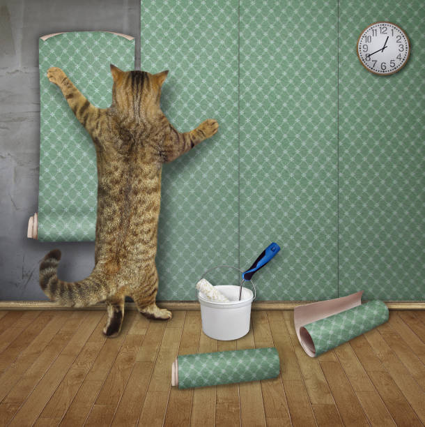 istock Cat doing apartment repair 3 1291260684