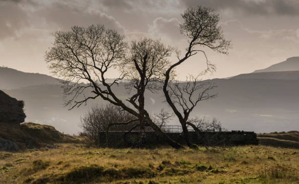 istock Silhouette of trees at Penwyllt 1291260965