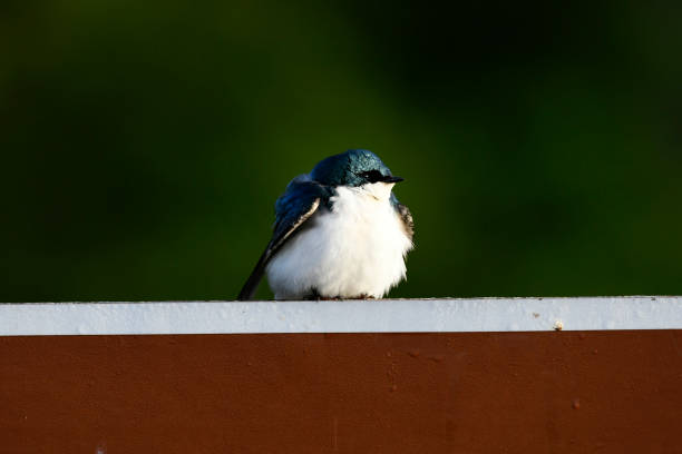 Tree Swallow Perched on a Refuge Sign