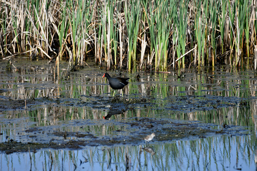 Common Gallinule in the Reeds
