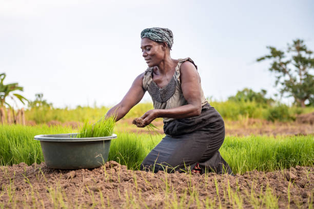 istock african woman planting rice 1291262353