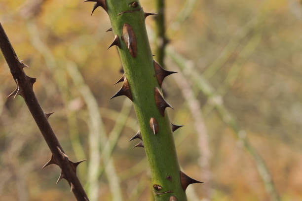 istock Branch of a bramble bush with thorns. 1291262376